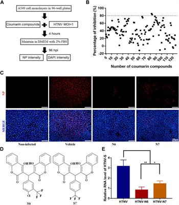 Coumarin Derivative N6 as a Novel anti-hantavirus Infection Agent Targeting AKT